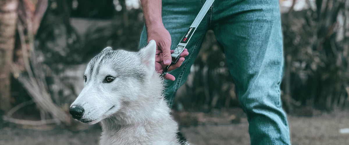 Wolf leash sale