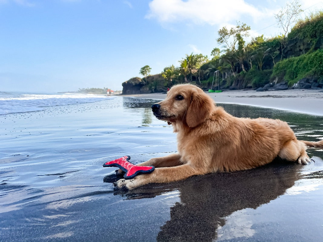 Bone - Floaty Toy
