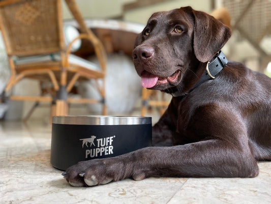 Labrador resting beside a Tuff Pupper stainless steel dog bowl