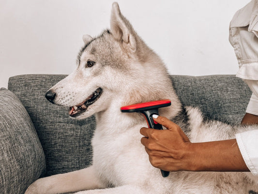 Husky being brushed with a Tuff Pupper deshedding brush