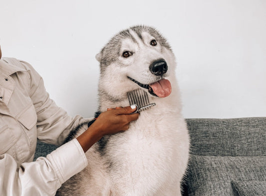 Husky being groomed with a Tuff Pupper dematting comb