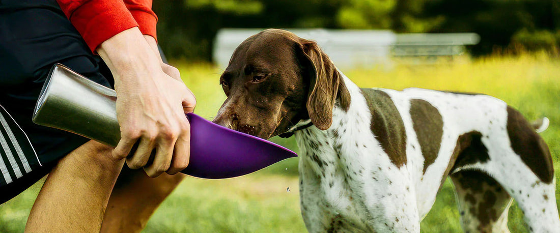 Dog drinking from a PupFlask dog water bottle outdoors