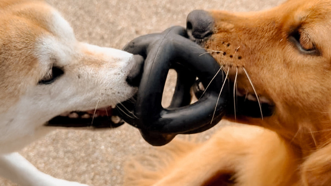 Two dogs chewing a Tuff Pupper Extreme Cage Ball