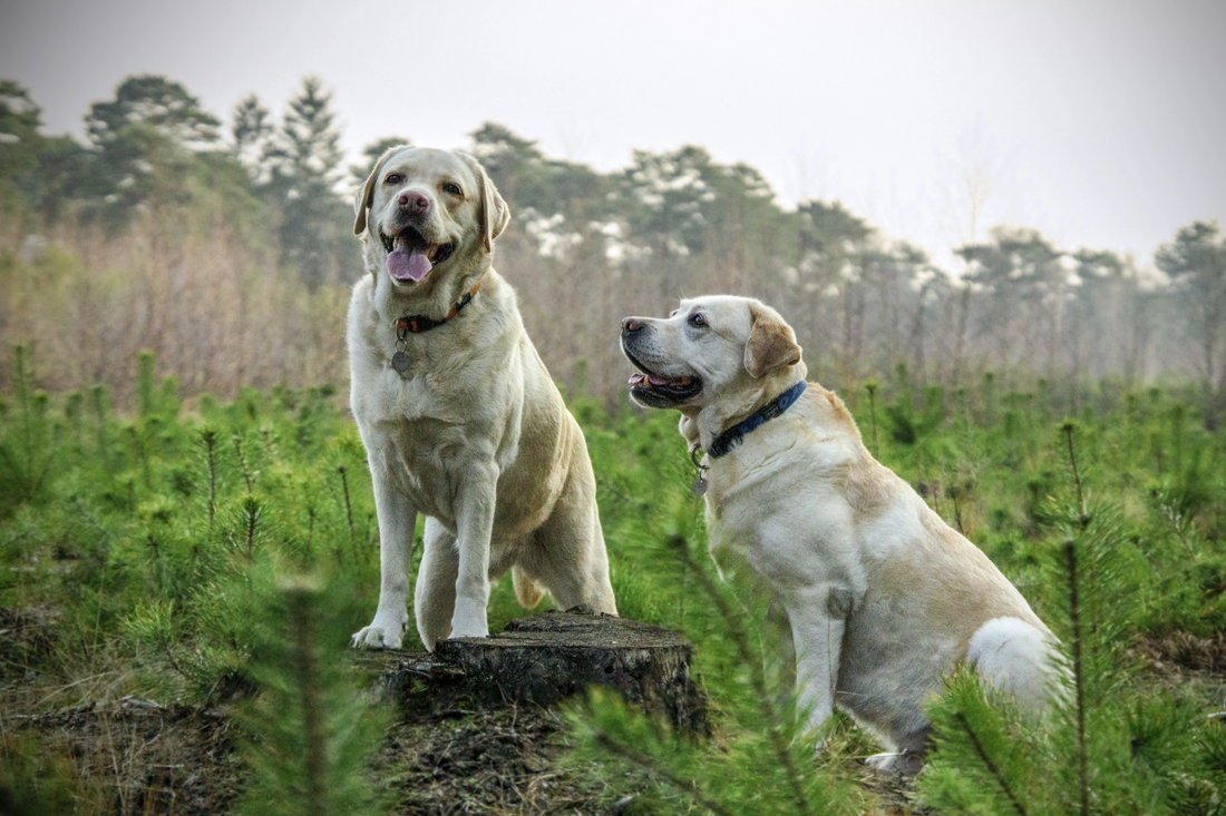 Exercise for Older Dogs