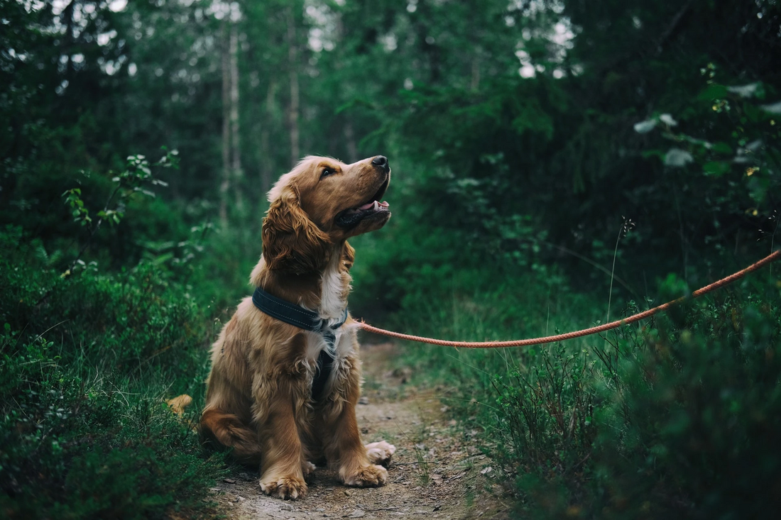 Walking is Exercise! Benefits of Walking with Your Dog