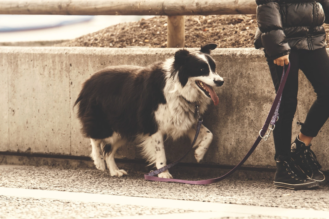 Border collie walking on a purple leash beside its owner on a city pavement