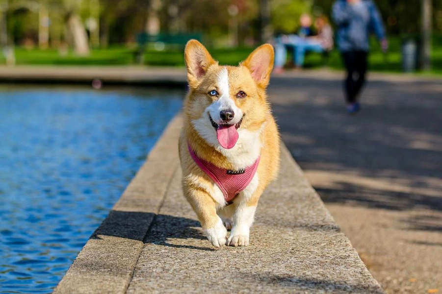 How many calories does your dog burn through exercise?