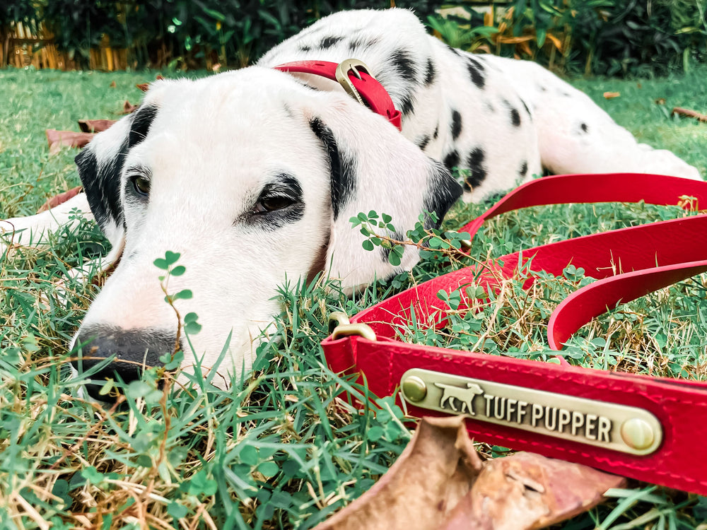 Dalmatian dog with a red Tuff Pupper dog toy in the grass