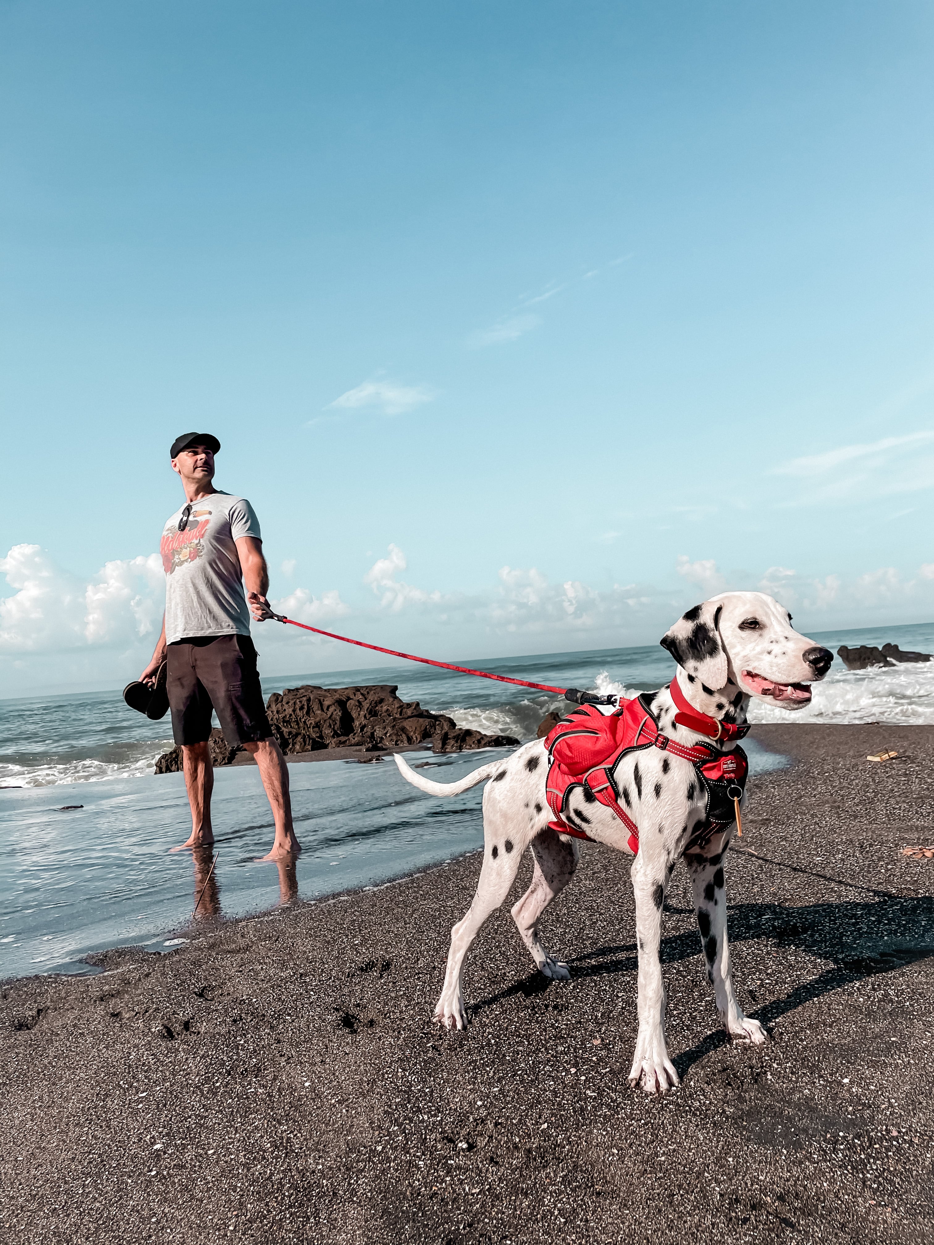 Man walking a Dalmatian dog on a leash at the beach