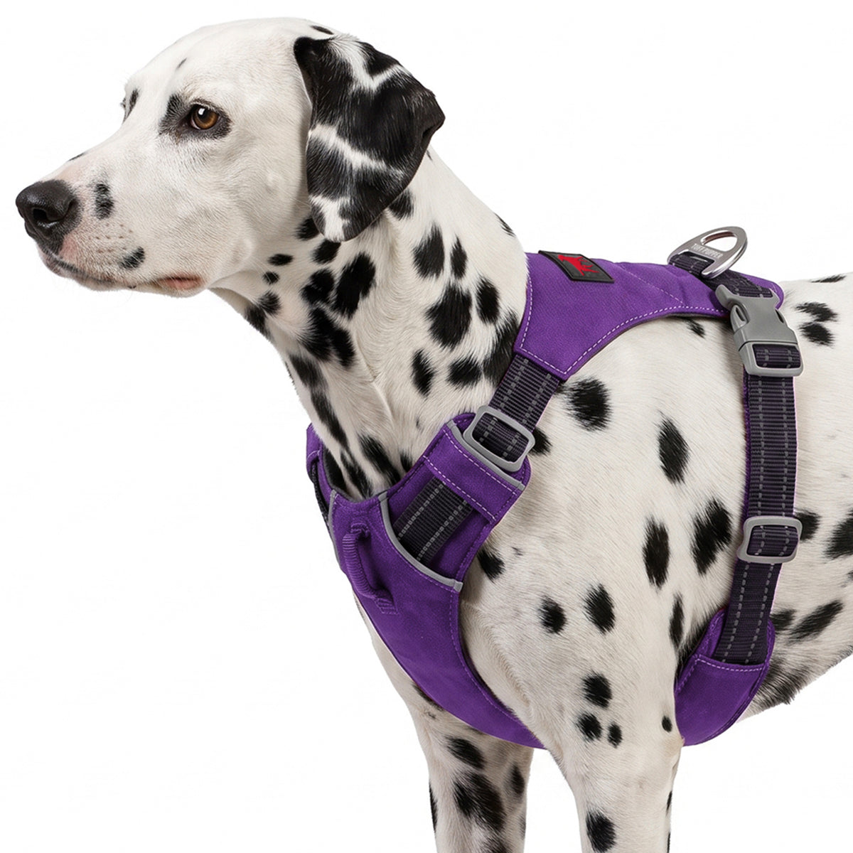 Trailblaze Lite Waterproof Harness in Deep Purple, size Medium