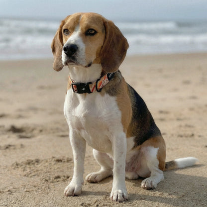 Aztek Sun - Pattern Collar