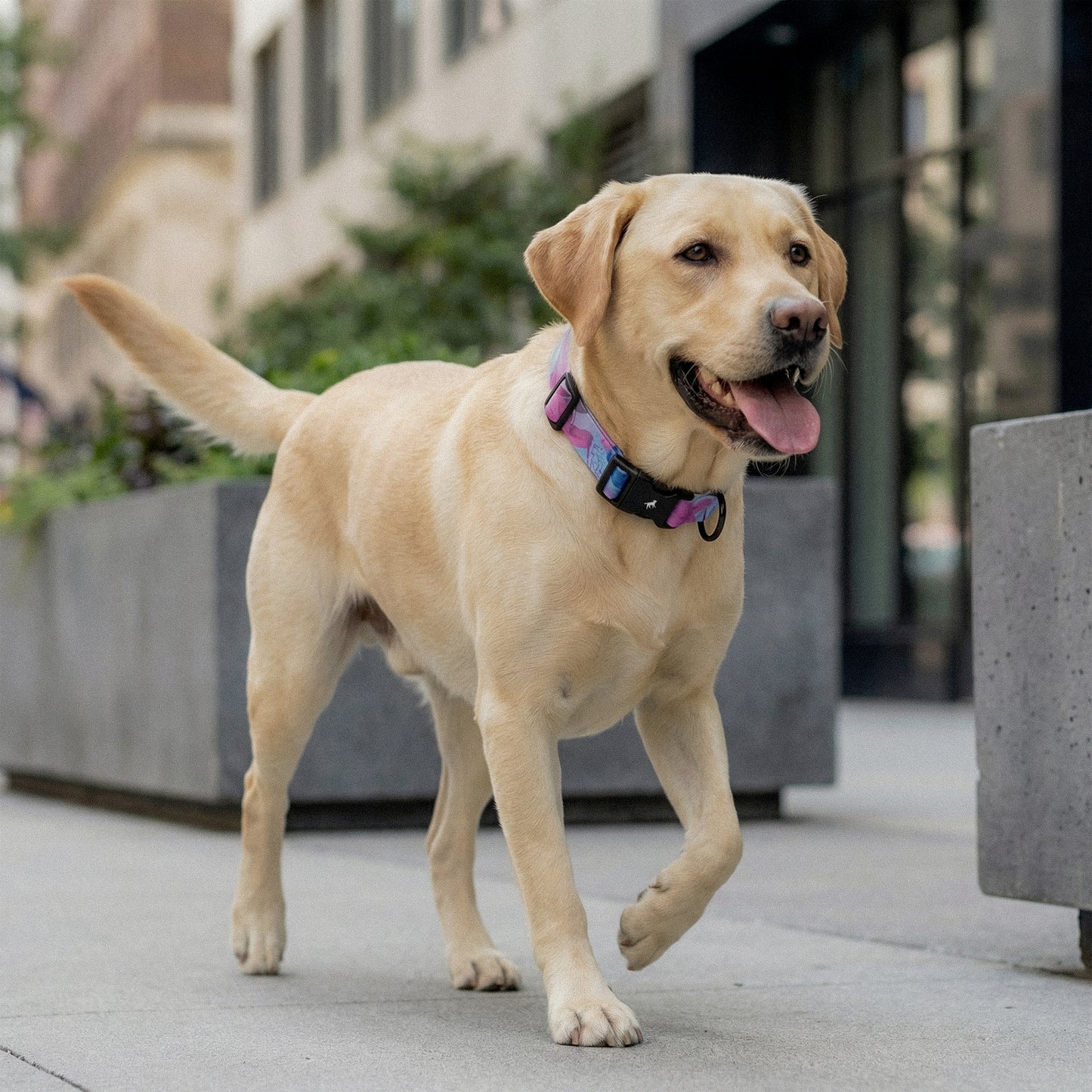 Purple Haze - Pattern Collar