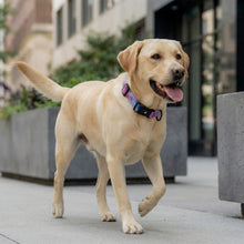Purple Haze - Pattern Collar