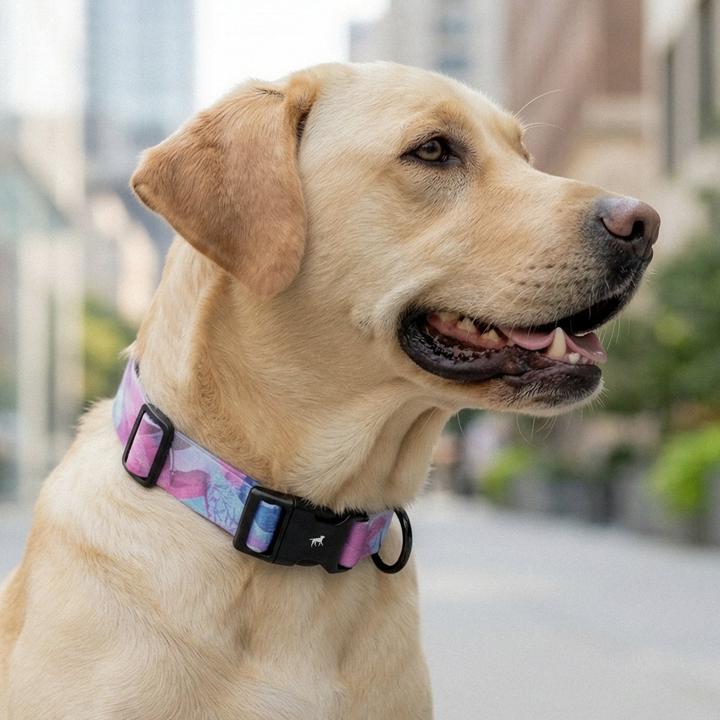 Purple Haze - Pattern Collar