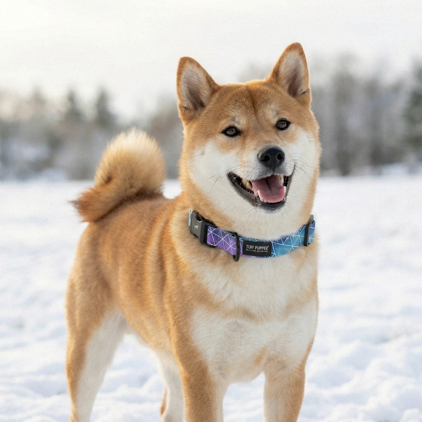 Super Nova - Pattern Collar