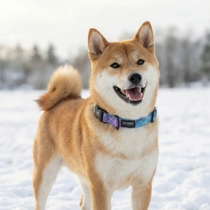 Super Nova - Pattern Collar