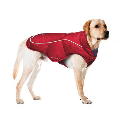 Yellow Labrador in a Red Ultra Warm Dog Coat, size Large, with adjustable belly straps
