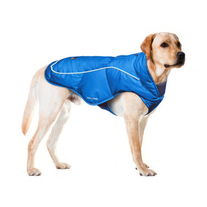 Yellow Labrador in a Blue Ultra Warm Dog Coat, size Large, with adjustable belly straps