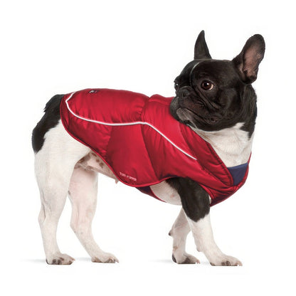 French Bulldog in a Red Ultra Warm Dog Coat, size Small, with adjustable belly straps
