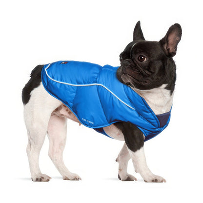 French Bulldog in a Blue Ultra Warm Dog Coat, size Small, with adjustable belly straps