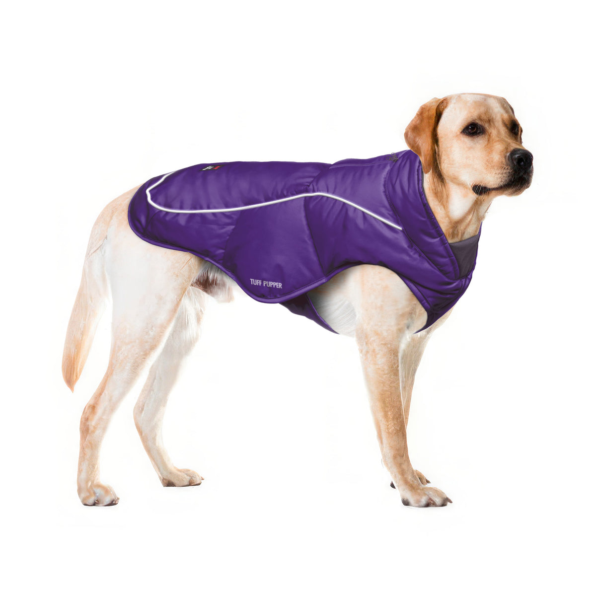 Yellow Labrador in a Purple Ultra Warm Dog Coat, size Large, with adjustable belly straps