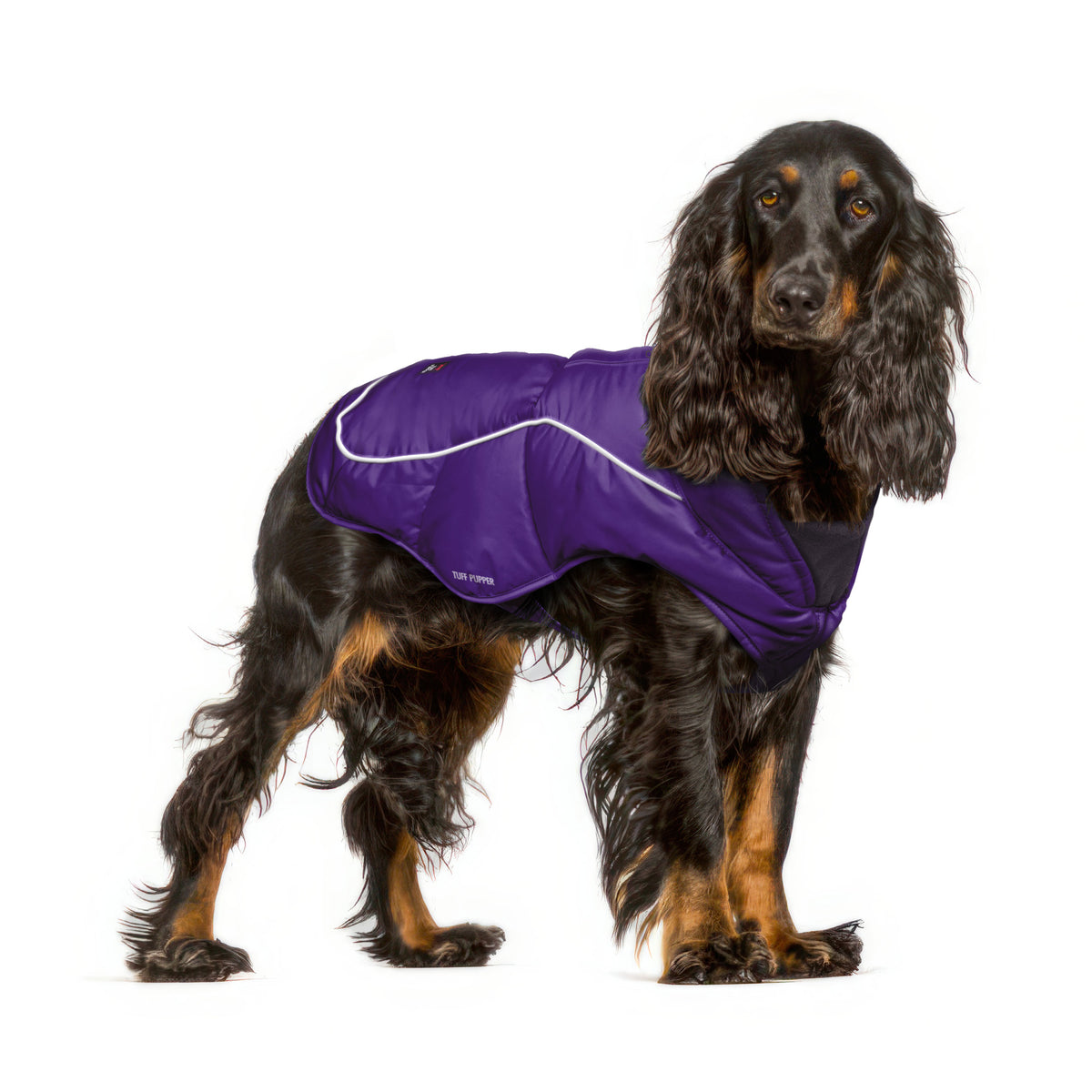 Cocker Spaniel in a Purple Ultra Warm Dog Coat, size Medium, with a 3M reflective strip