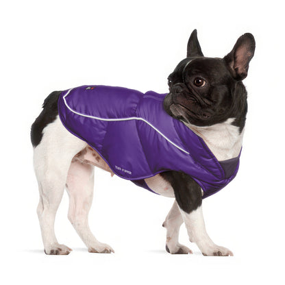 French Bulldog in a Purple Ultra Warm Dog Coat, size Small, with adjustable belly straps