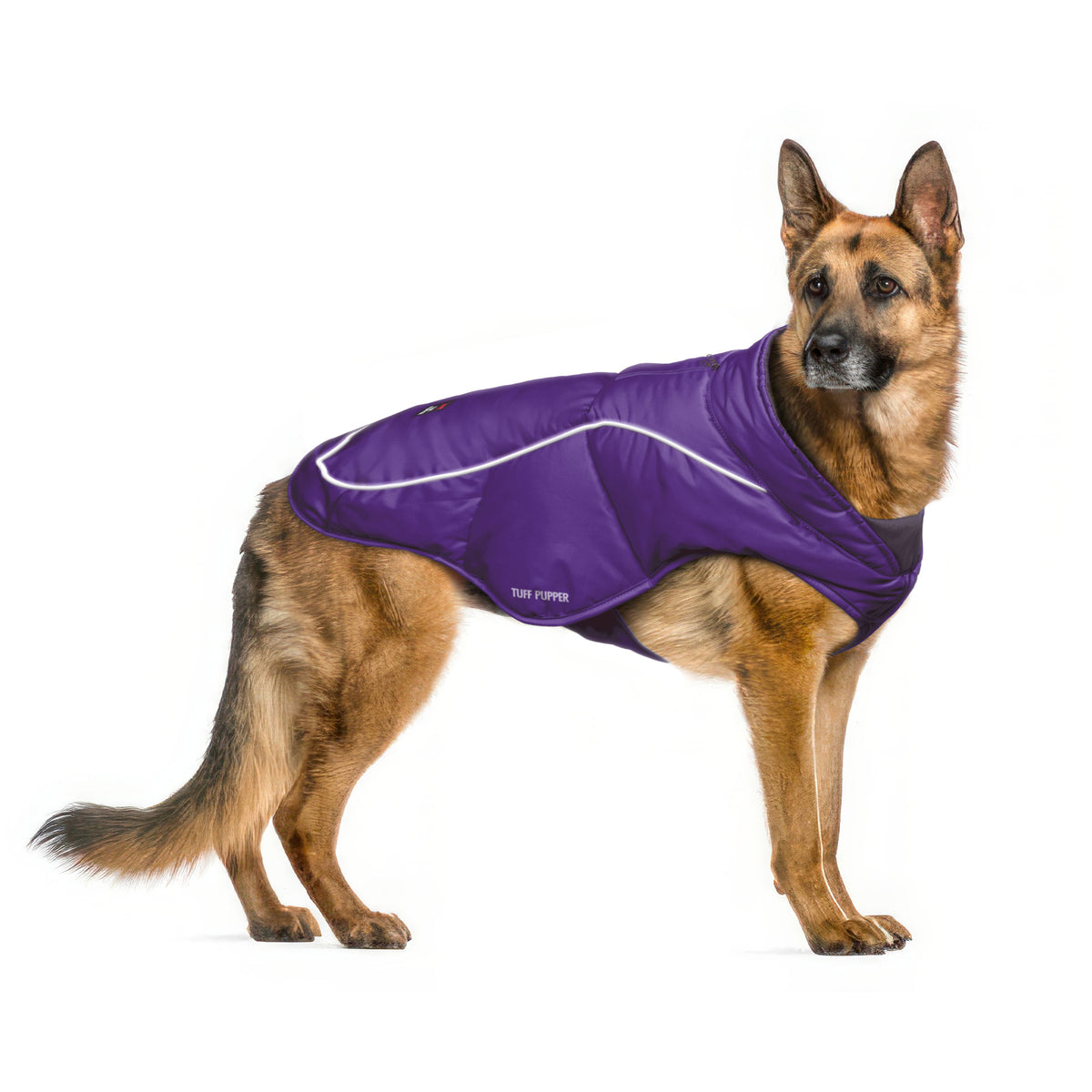 German Shepherd in a Purple Ultra Warm Dog Coat, size X-Large, with a 3M reflective strip