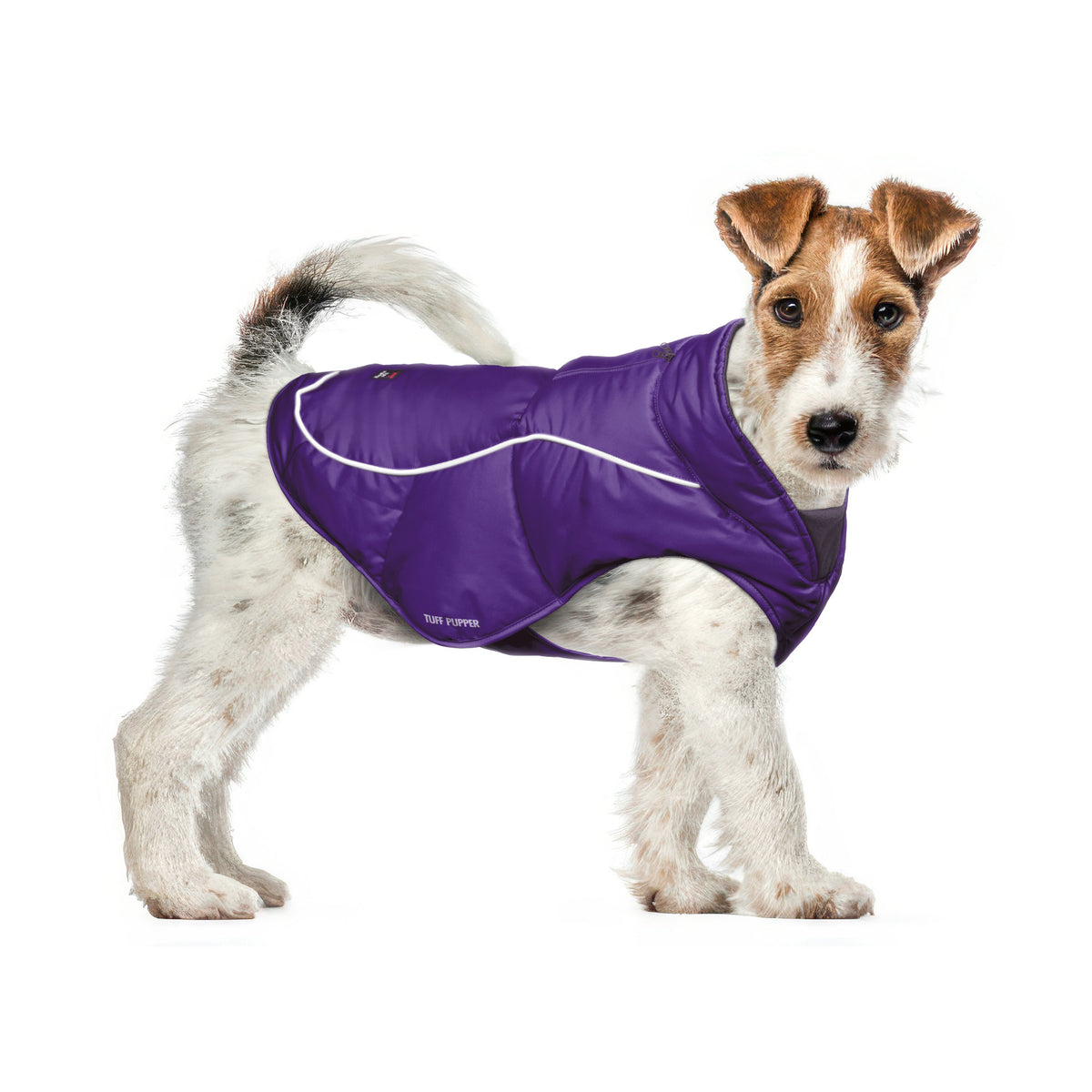 Terrier in a Purple Ultra Warm Dog Coat, size X-Small, with a 3M reflective strip