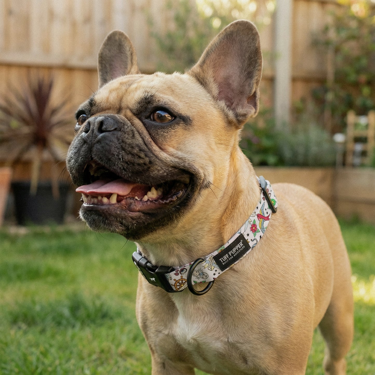 Rebel Two - Pattern Collar