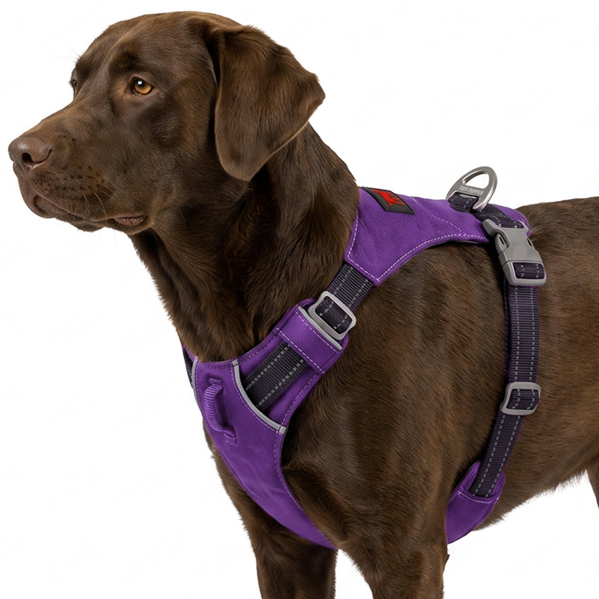 Trailblaze Lite Waterproof Harness in Deep Purple, size Large/X-Large