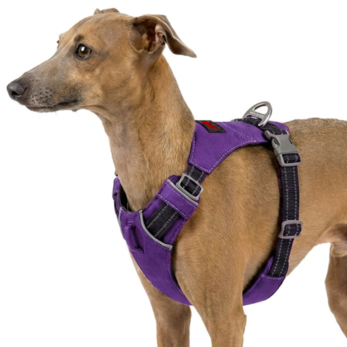 Trailblaze Lite Waterproof Harness in Deep Purple, size XX-Small