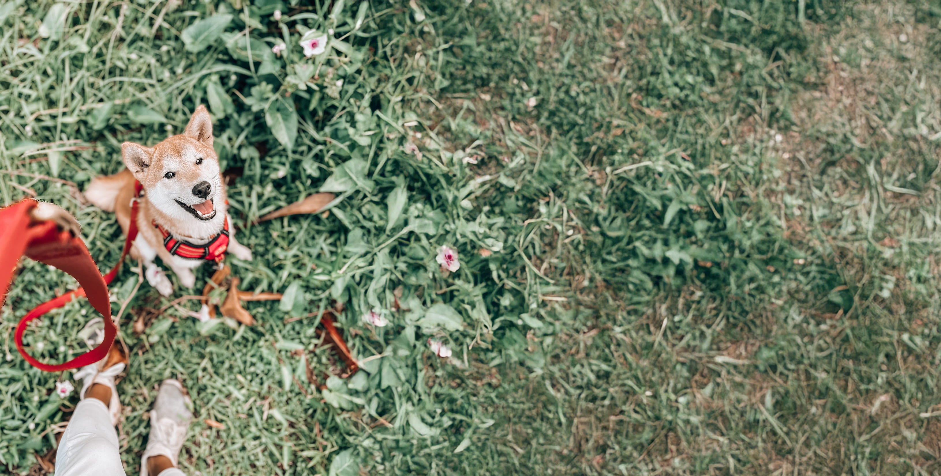 Dog on a leash standing on grass with flowers