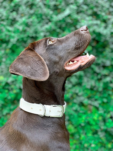 Tuff Pupper Heavy Duty Dog Collar, Tough Dog Collar