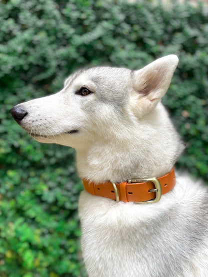 Tuff Pupper - Classic - Waterproof Collar - Burnt Orange