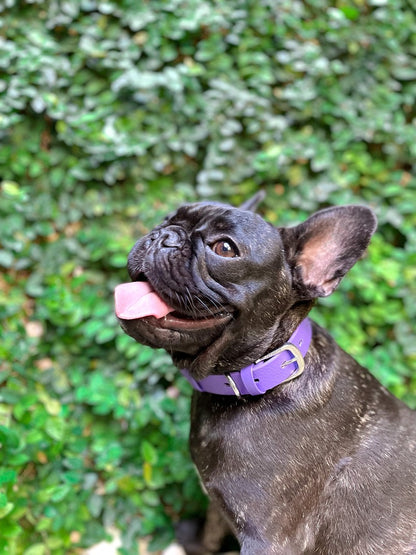 Tuff Pupper - Classic - Waterproof Collar - Royal Purple