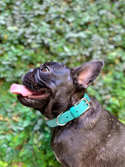 Tuff Pupper - Classic - Waterproof Collar - Tropical Teal