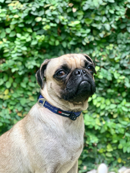 Tuff Pupper - Hero - Rugged Collar - Blazing Blue