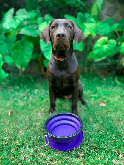 Tuff Pupper - 60oz Big Slurp - Collapsible Bowl - Ultra Violet