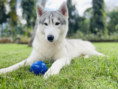 Tuff Pupper - Super Chewy - Ultra Ball - 12 oz