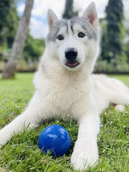 Tuff Pupper - Super Chewy - Ultra Ball - 12 oz