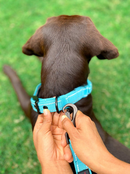 Tuff Pupper - Avail - Safety Leash - Teal