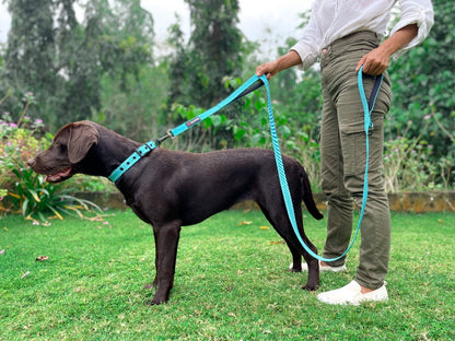 Tuff Pupper - Avail - Safety Leash - Teal