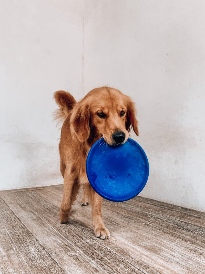 Frisbee dog toy hotsell