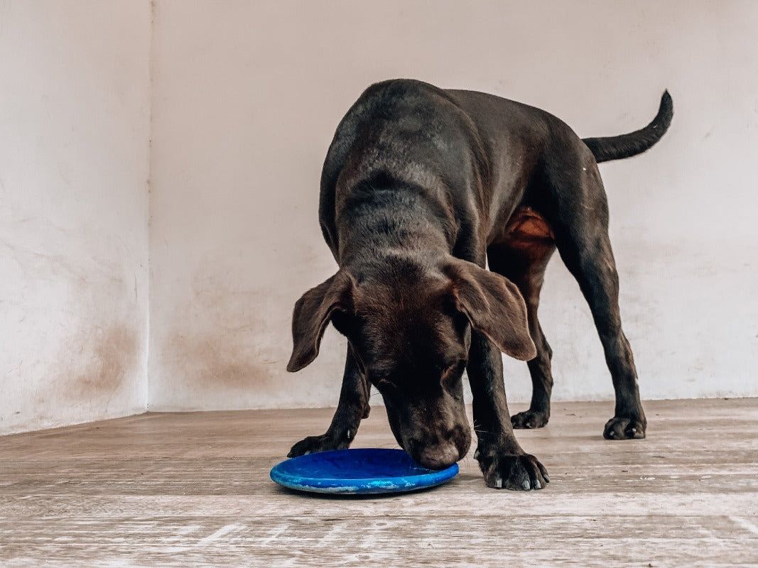 Super Chewy - Frisbee