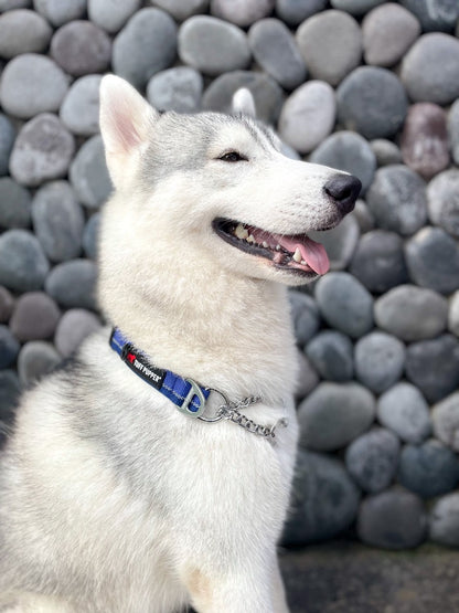 Tuff Pupper - Reaction - Martingale Collar - Blazing Blue
