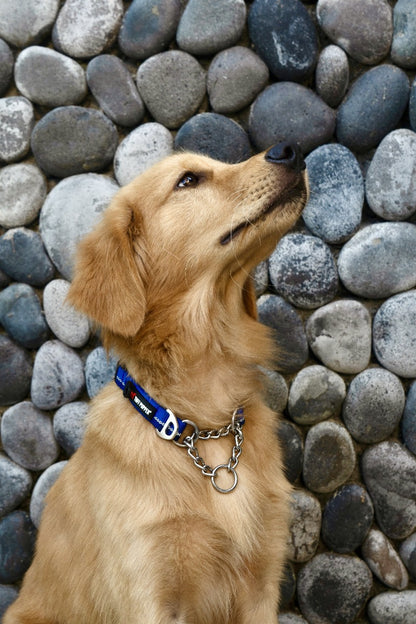 Tuff Pupper - Reaction - Martingale Collar - Blazing Blue