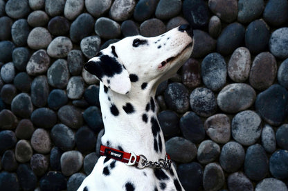 Tuff Pupper - Reaction - Martingale Collar - Fiery Red