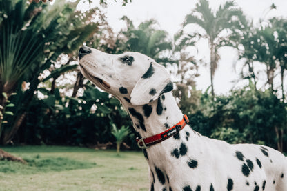 Tuff Pupper - Hero - Rugged Collar - Fiery Red