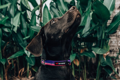 Tuff Pupper - Hero - Rugged Collar - Punch Purple